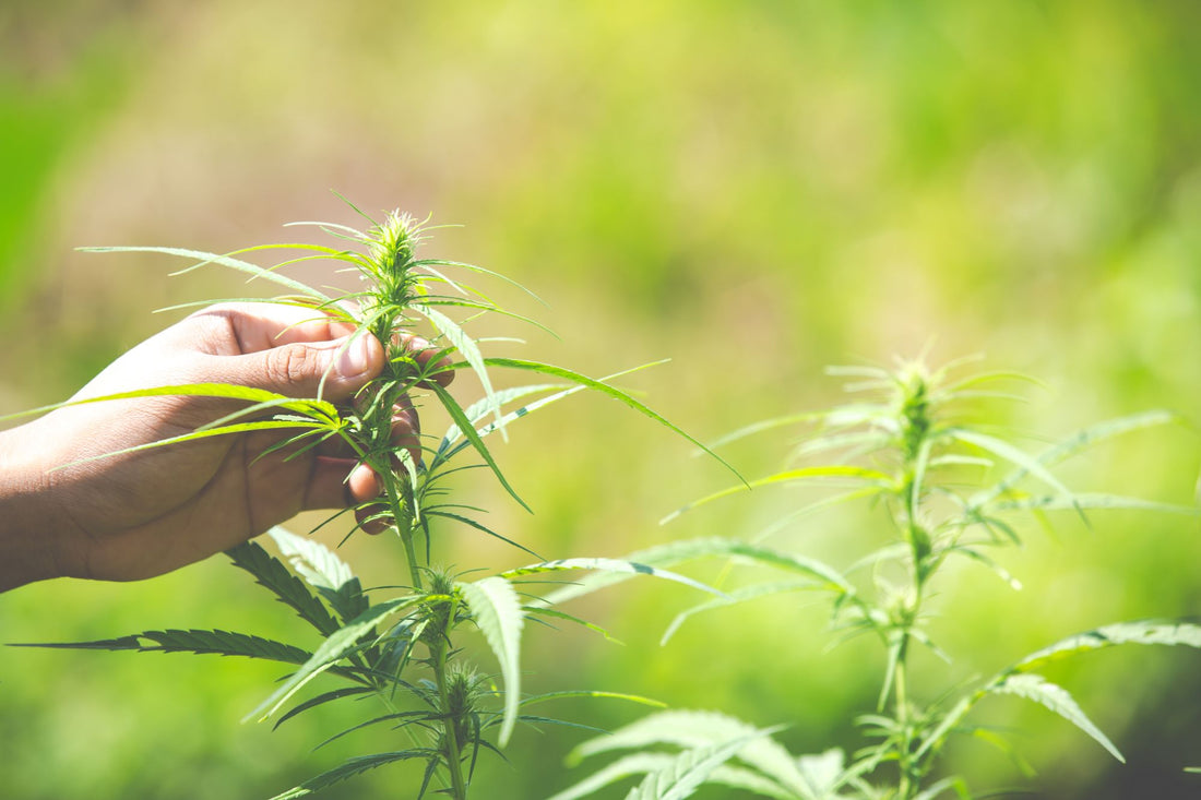 Embracing Sustainability: Unlocking the Potential of Hemp Farming and Manufacturing.